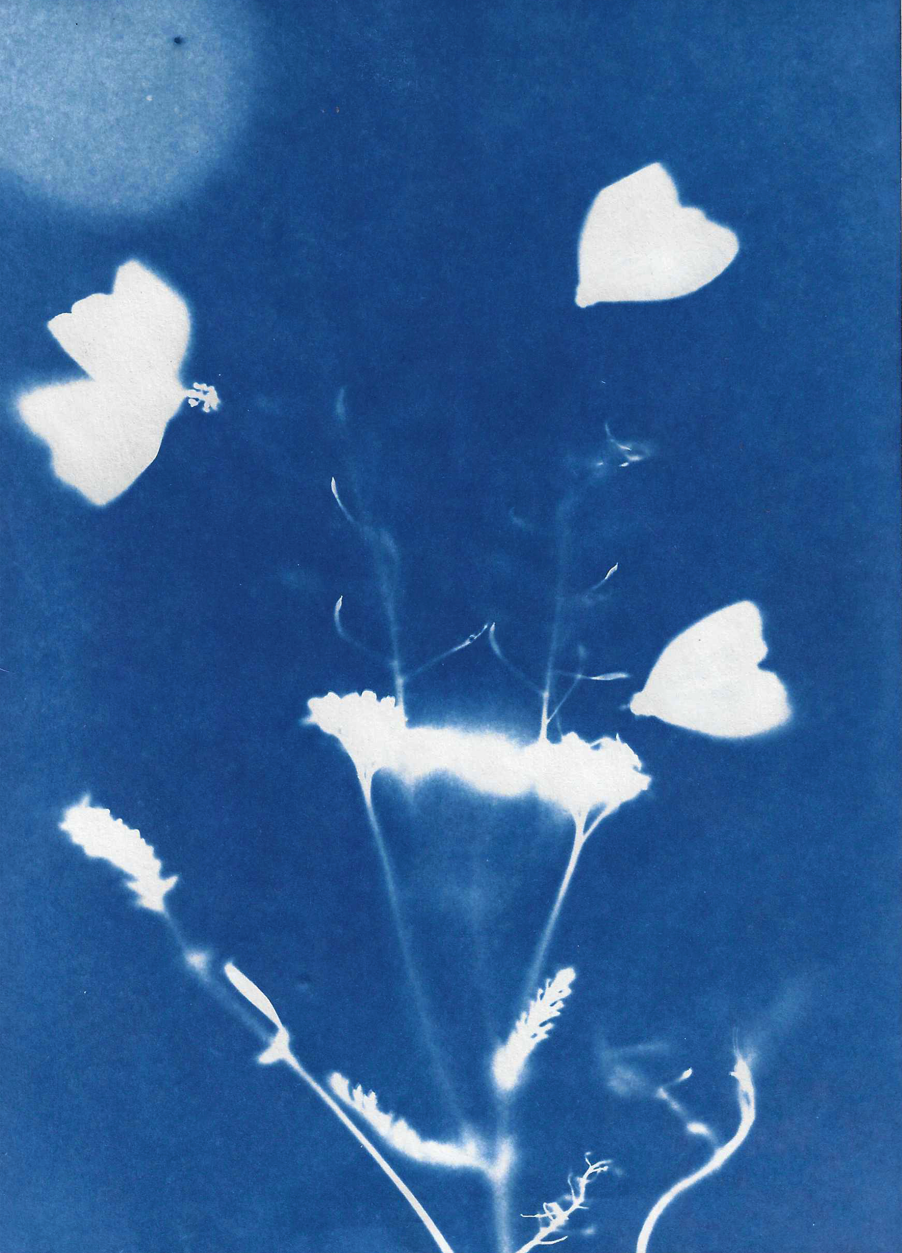 Image by Audrey Albert with Bredbury Library, Stockport.