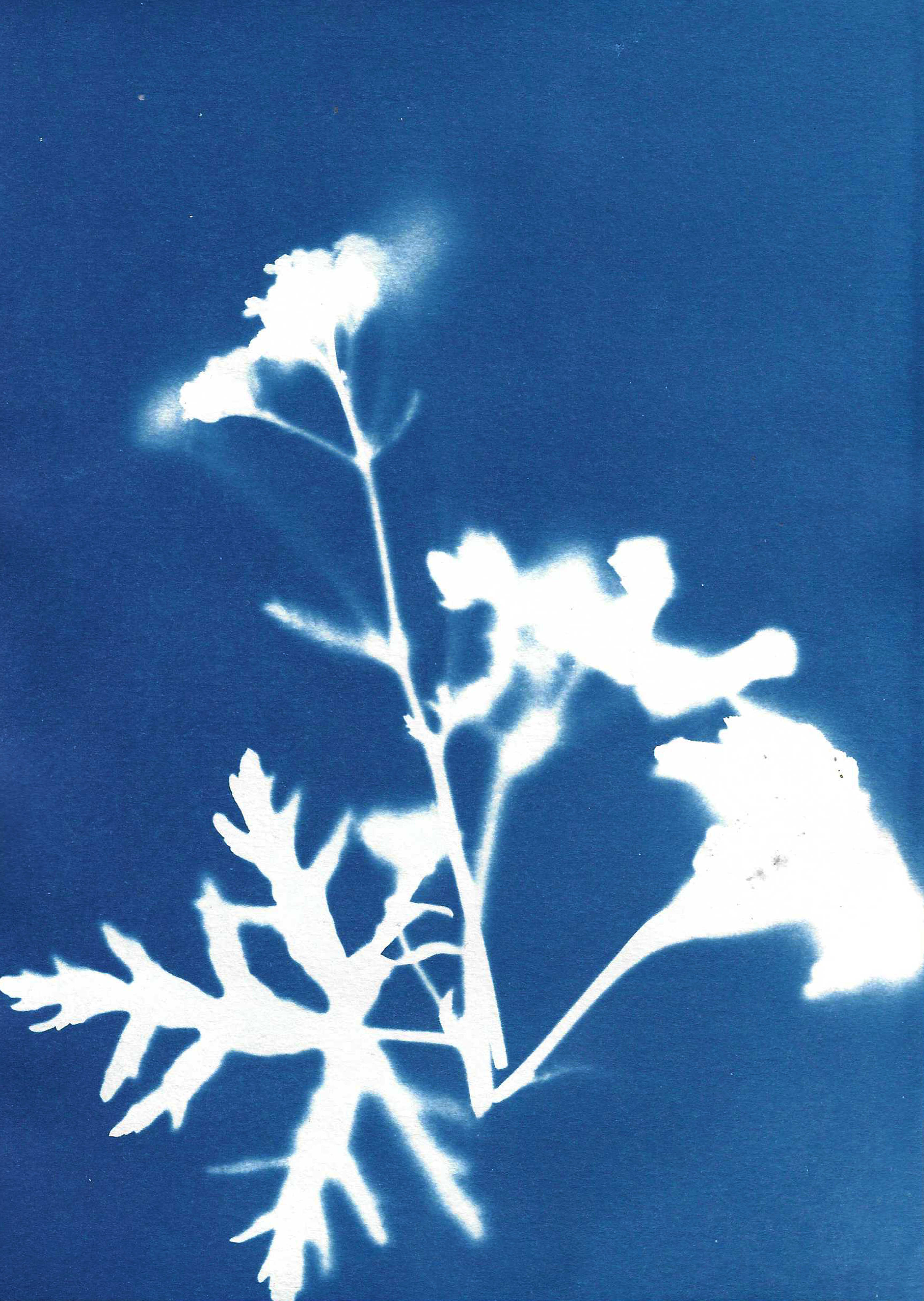 Image by Audrey Albert with Bredbury Library, Stockport.